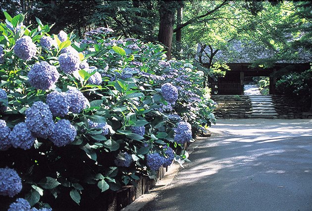 🏯 아미타사 (아미다지) 이미지 3